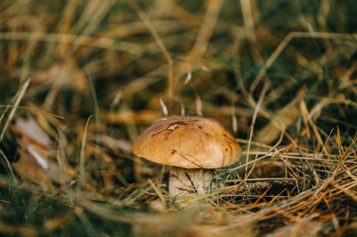 Rudens gėrybių takais po Kuršių neriją